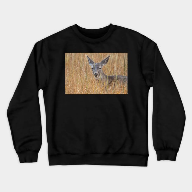 deer among grass Crewneck Sweatshirt by jvnimages